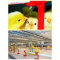 Automatic Broiler Machinery in Poultry Farming House with Low Price